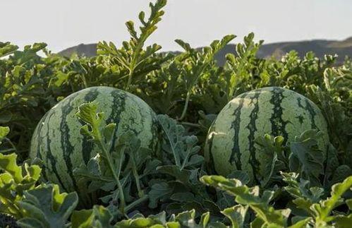 山东潍坊网红吃瓜,一场舌尖上的美食盛宴 第3张 山东潍坊网红吃瓜,一场舌尖上的美食盛宴 第3张